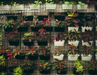 Wall garden trees