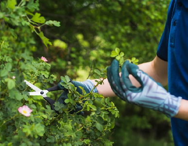 tree care